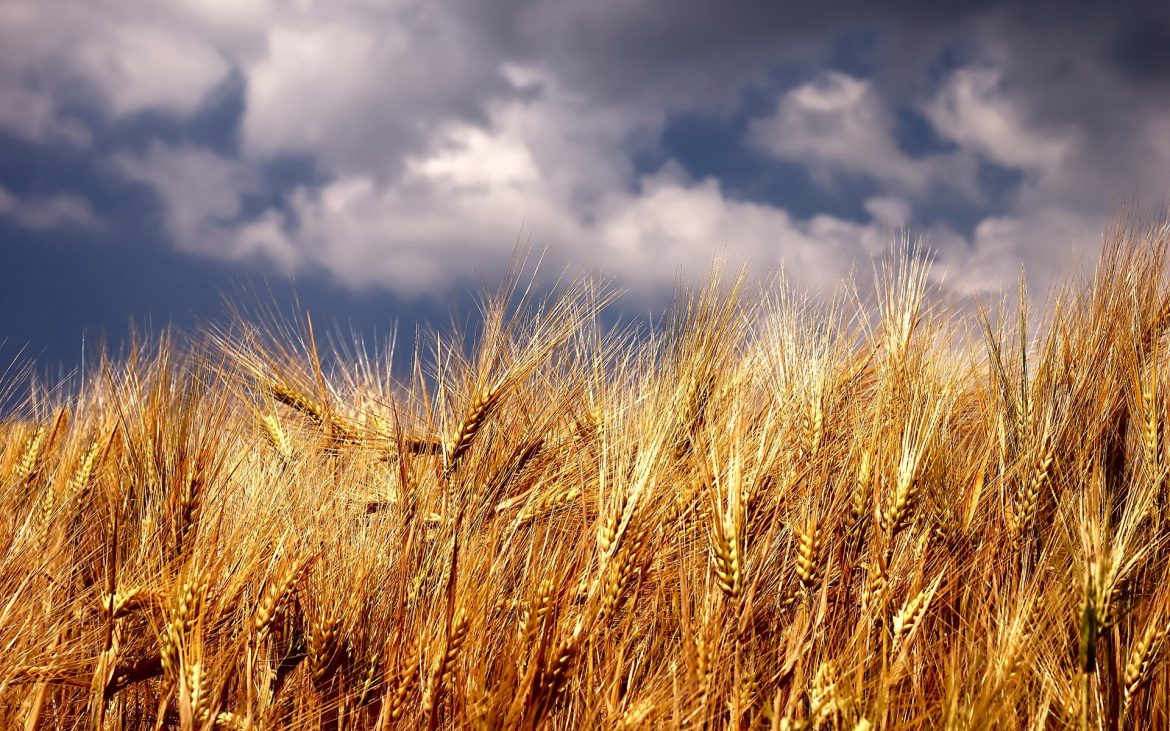 hay-bales-on-the-field-wallpaper-wheat-field-8210.jpg